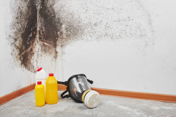 Best Certified Mold Removal  in Hickory Creek, TX