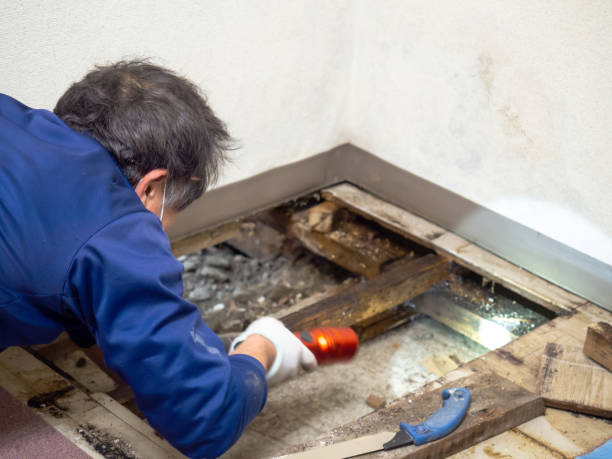 Best Mold Damage Repair  in Hickory Creek, TX