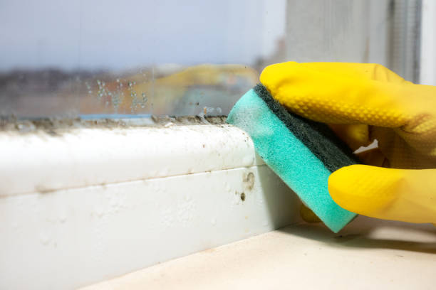 Best Office Mold Removal Services  in Hickory Creek, TX
