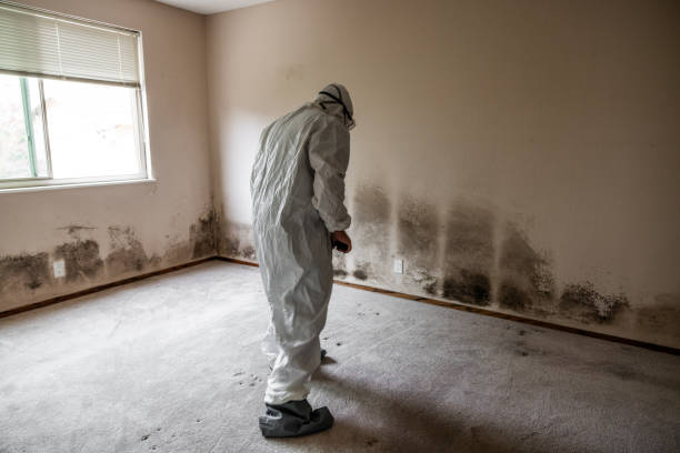 Best Emergency Mold Removal  in Hickory Creek, TX