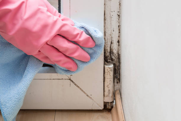 Best Professional Mold Removal  in Hickory Creek, TX