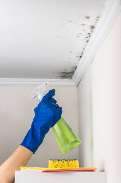 Best Mold Removal Company Near Me  in Hickory Creek, TX