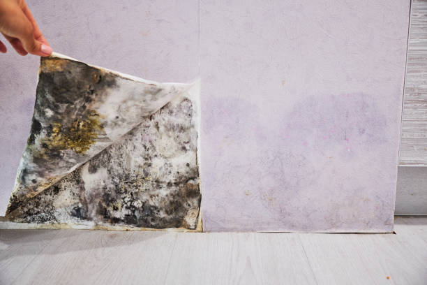 Best Mold Testing  in Hickory Creek, TX